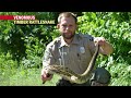 Catching and Monitoring Timber Rattlesnakes in Pennsylvania