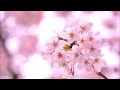 Japanese Folk Song #9: Cherry Blossoms （さくらさくら/Sakura Sakura）