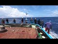 PARAH‼️ Diserang gerombolan ikan cakalang jepang 🇯🇵 puluhan ton sekali dapet gerombolan ikan