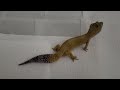 #godzilla the giant super hypo tangerine #leopardgecko walking alot in the temporary  cage part 1