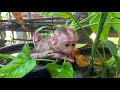 OMG! The Seriously Baby Monkey Crying Don't Want Shower