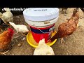 chicken breeding - country life - How to make a chicken feeder - lovely chickens.