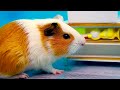 POP IT Battle! Hamster MiMi VS Talking Tom - Calm Down, Angela | HAMSTER WORLD MIMI