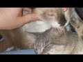 short vid: new cat? - and Snowshoe bites Billys ear
