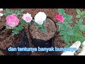 Cara Agar Mawar Bercabang Banyak_Vlog 5