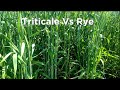 Triticale vs Rye