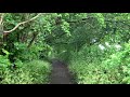 Rainy Day Path in Glastonbury | Gentle Rain Falling Through the Leaves | Soothing Sounds for Sleep