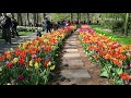 Beautiful tulips in Keukenhof 2019