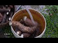 A Day in The Life of a Farmer - Harvest Cassava - Cooking | Lý Tiểu Anh