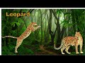 Animal land kids educational video.