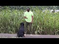 How to Train Your Dogs Basic Obedience in 10 mins | Dog Training Lesson 1 | Chatty Rotty [IN TAMIL]