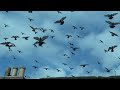 Pigeons