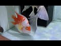 Cute white and orange parrot fish!!