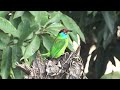 Blue-throated Barbet II | বসন্তবৌরি | Nature Clicks
