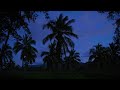 Donkey Kong Country Relaxing Music from Entire Series - Tropical Forest at Night