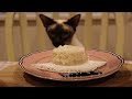 Siamese Cat Growing Up, Cerebrate 3 Years Old / Cat's Vlog