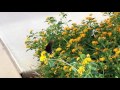 Blue Swallowtail Butterfly on Lantanas