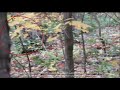 Bigfoot Anthropologist Examines Western NY Sasquatch's 