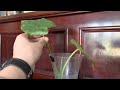 Can Elephant Ears (Alocasia) Grow In Water?