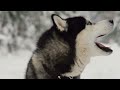 Oldest Inuit Footage Ever