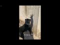 You Laugh You Lose Dogs And Cats 😹 Best Funny Video Compilation 😅