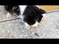 Vidéos de chatons trop mignons