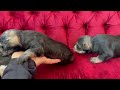 🐶 Mini Schnauzer puppy update!
