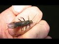 One Fly To Rule Them All - The Versatile, Humble, Effective and Dependable CK Nymph