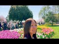 Amazing Tulip & Cherry Blossoms 【2024Tokyo Showa Kinen Park】 『昭和記念公園・渓流広場のチューリップ&桜』