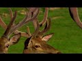 Secrets of the Wild - Following Deer Through the Seasons | Full Documentary