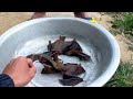 Go Casting a Bird Trap | Stick to Bats | natural state tv