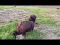 Yellowstone Bison Watch Hayden and Lamar Valleys🦬🦬🦬🦬🦬 ||  #bison #yellowstonenationalpark