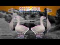 Geese soul