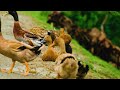 Amazing Wildlife Africa in 4K - Scenic Relaxation Film With Meditation Music - 4K Video Ultra HD