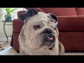 Reuben the Bulldog: Corporate Life