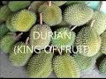 Teknik merangsang pembungaan durian di kemranjen