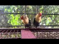 Surprising Reaction of African love birds