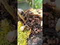 Turning a broken terracotta pot into a bonsai tree pot.