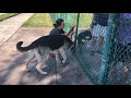 How to properly socialize your dog at a dog park