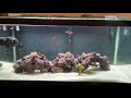 3 month old saltwater aquarium