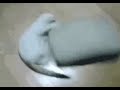 cat spins pillow