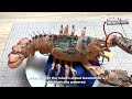 Man Turns DEAD Animals Into Mind Blowing ROBOTS | Cyborg Beetle & Lobster by @YiZhizhu