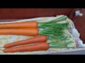 Allotment Diary : Harvesting the first Exhibition Show Carrots