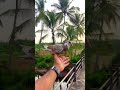 New pigeon hand training 🕊️🔥 #shorts #pigeon #youtubeshorts #viral