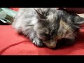 Cats love drugs... (cute Catnip video)