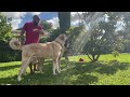 BIGGEST DOGS IN FLORIDA, POSSIBLY IN THE UNITED STATES - MALAKLI - DOG TALLER THAN AN AVERAGE HUMAN!