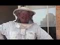 Saving The Fish Tank Beehive: Transferring To A Flow Hive | The Bush Bee Man