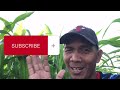 The Needed Capital in Planting Corn || What you need in planting Corn | Planting Guide