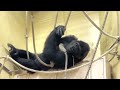 Mother gorilla rushes to her daughter who is frightened by heavy rain / Ai and Annie