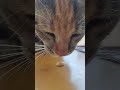 kucing liar pingin makan kacang